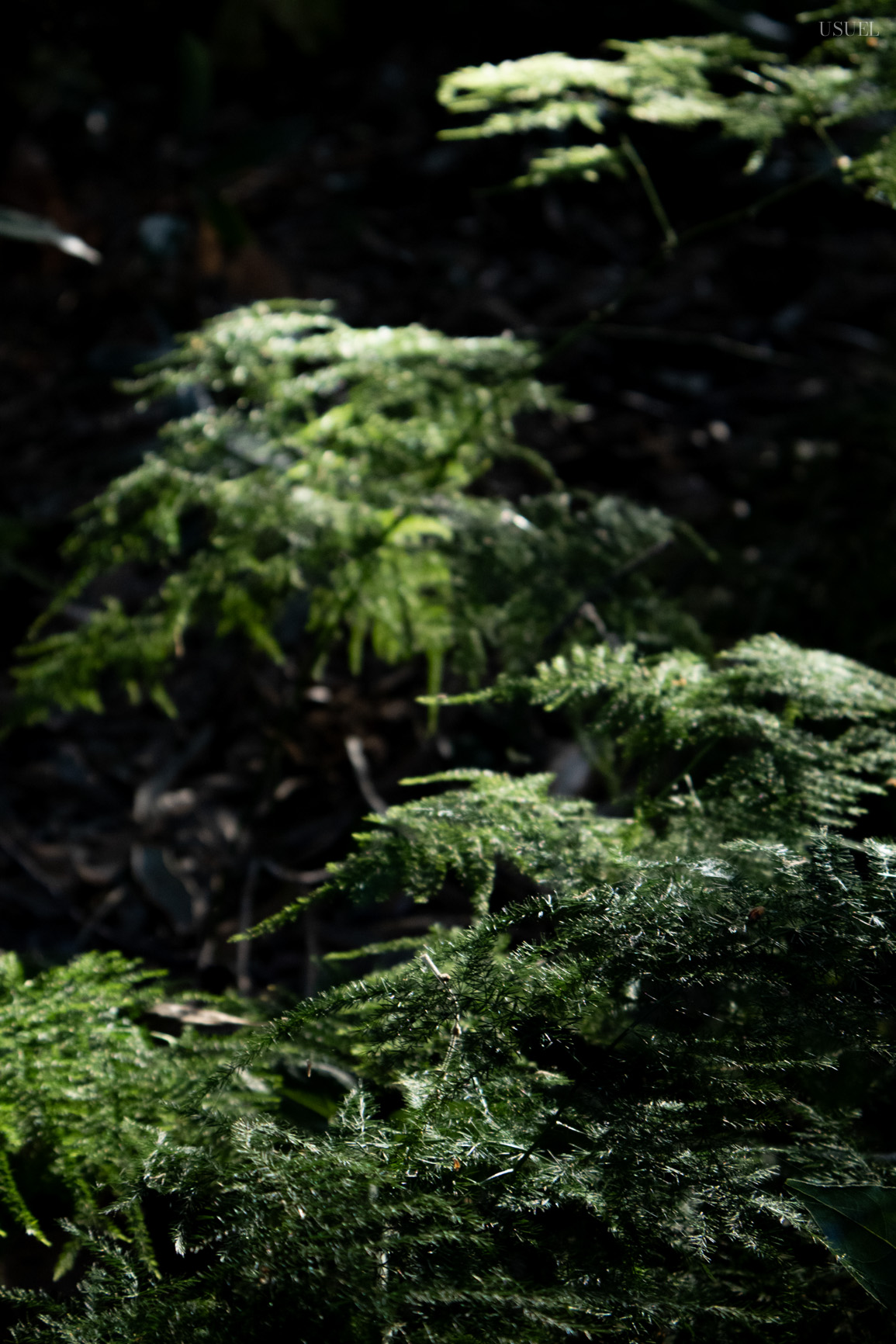 Close-up of delicate green ferns in a dark forest.