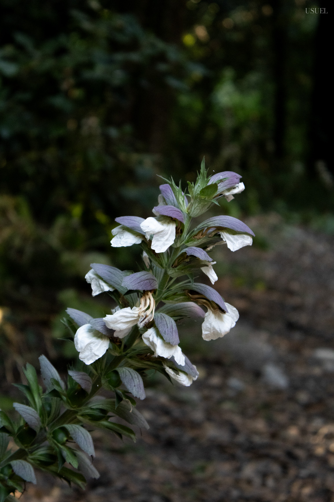Close-up of a white and purple wildflower plant in the woods