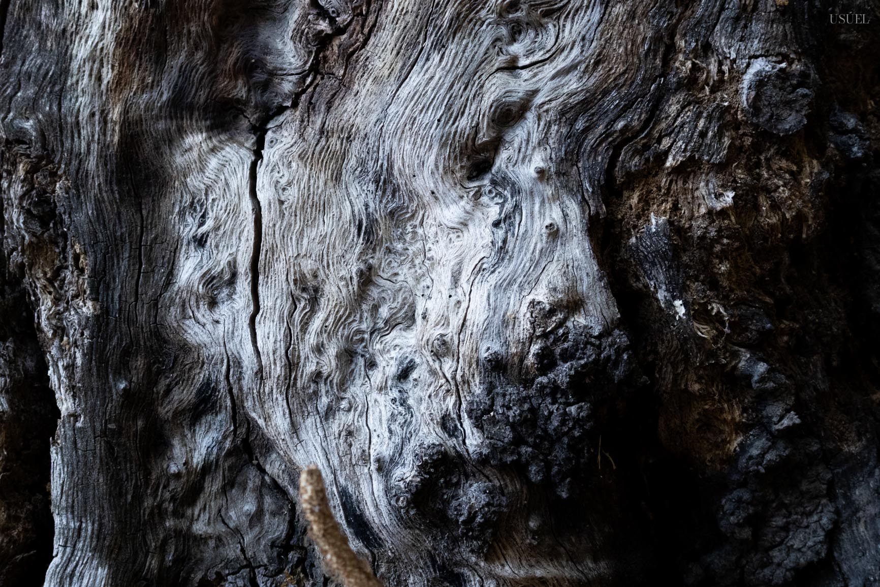 Detailed close-up of rough, weathered tree bark with organic patterns