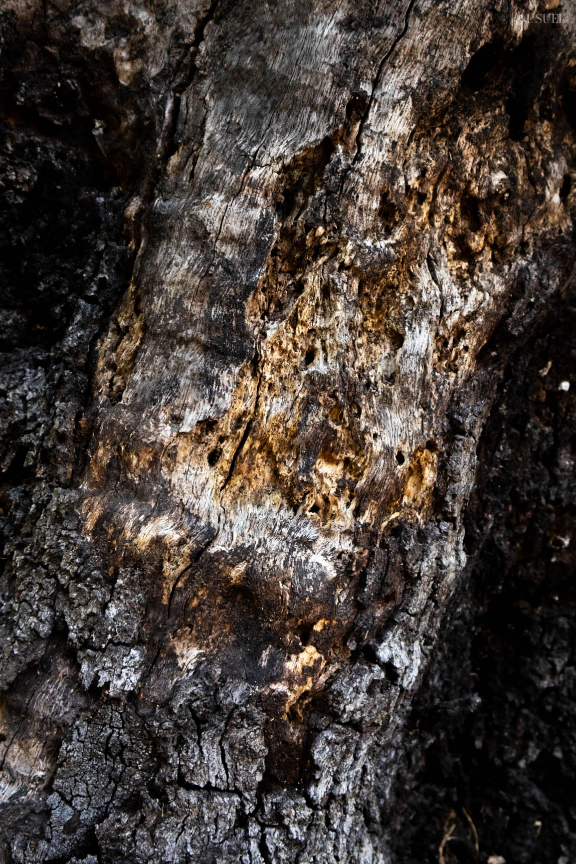 Detailed close-up of rough, weathered tree bark with organic patterns
